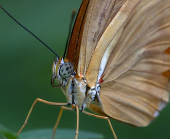 Close-up of insect on leaf