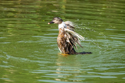 Close-up of duck swimming in lake