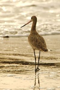 Bird perching on a beach