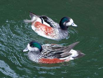 Duck swimming in lake