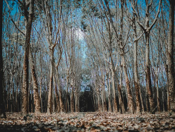 Bare trees in forest