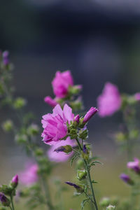 Close-up of pink flowering plant