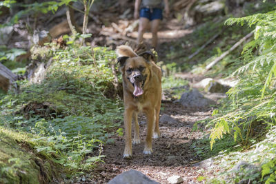 Portrait of dog on land