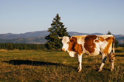 Cow standing in a field