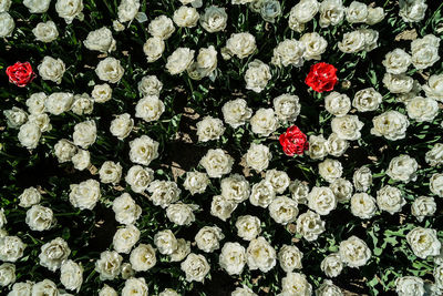 Full frame shot of flowers