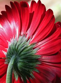 Close-up of red flower