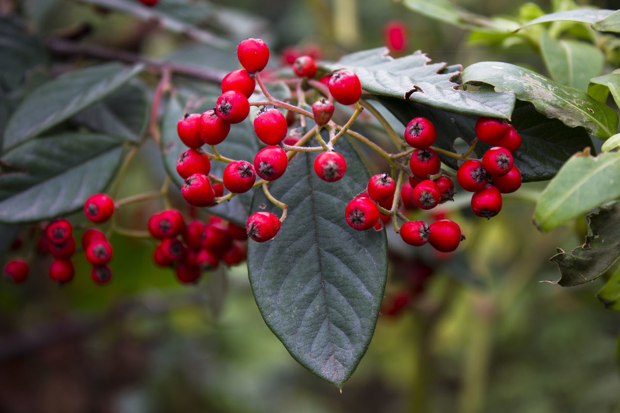 CLOSE-UP OF CHERRIES GROWING ON TREE