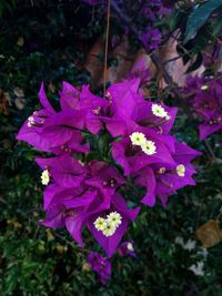 Close-up of pink flowers blooming outdoors