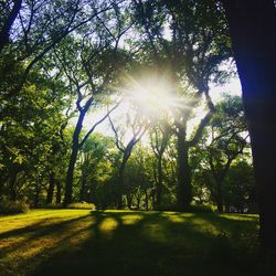Sun shining through trees