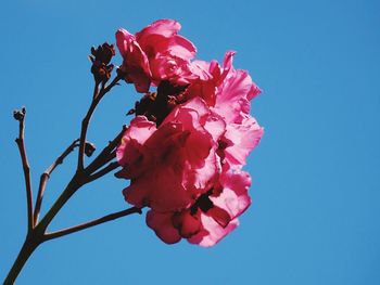 Low angle view of pink flowering plant against clear blue sky