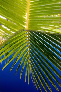 Close-up of palm leaves