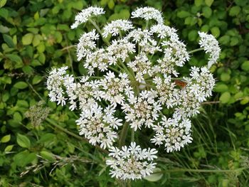 Close-up of white flowers