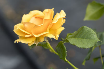 Close-up of rose plant