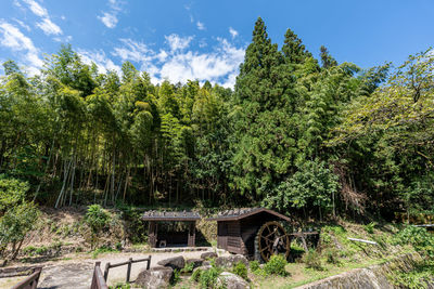 tree