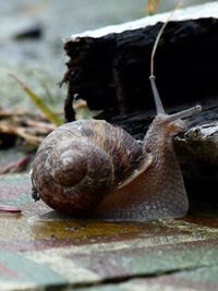 Close-up of snail