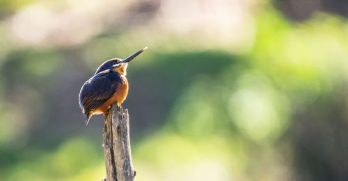 Close-up of bird perching outdoors