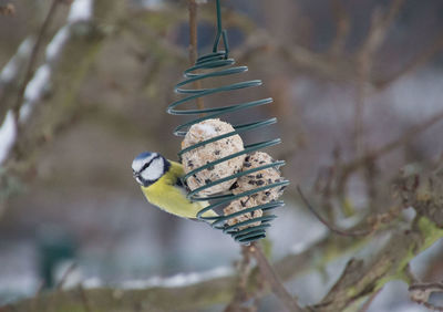 Close-up of bird perching on feeder