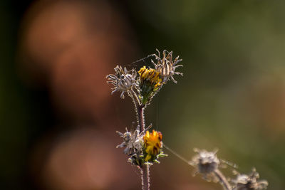 Close-up of insect on plant