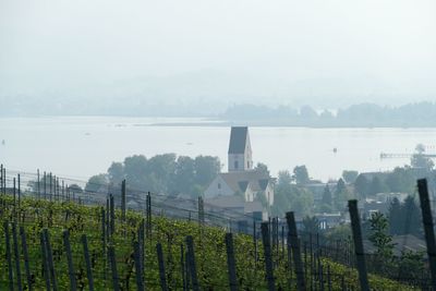 Scenic view of vineyard against sky