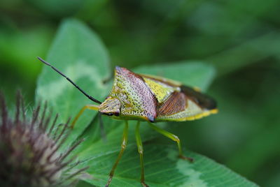 Close-up of insect on leaf