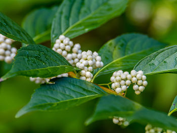 Close-up of fruits growing on plant