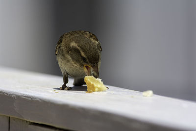 Close-up of bird perching on a table