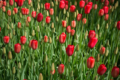 Red tulips in field