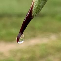 Close-up of raindrops on leaf