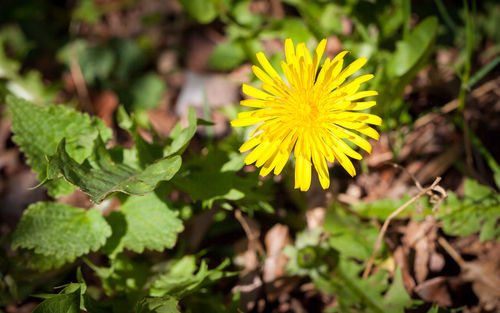 Close-up of yellow flowering plant in field