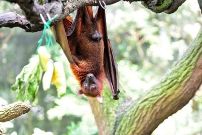 Close-up of lizard on branch