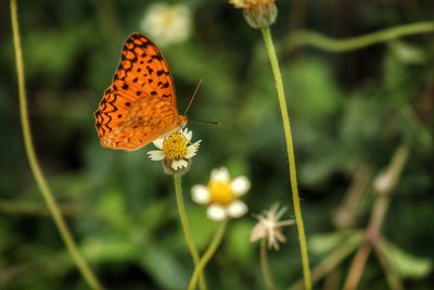 Close-up of butterfly pollinating on yellow flower