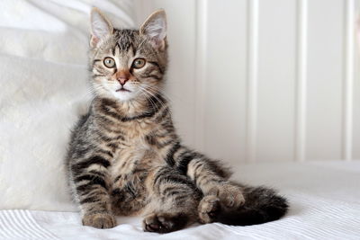 Portrait of tabby kitten