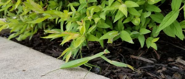 High angle view of plants