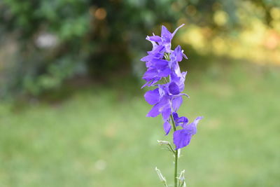 Close-up of purple flowering plant