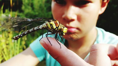 Close-up of giant damselfly