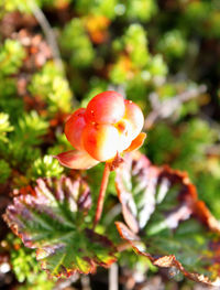 Close-up of plant