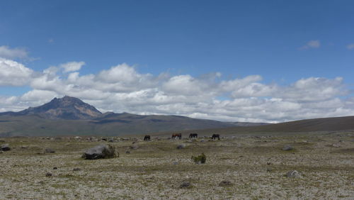 Scenic view of landscape with grazing wild horses against sky in the andes area of ecuador.