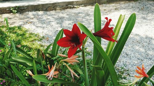 Close-up of red flowering plant in field