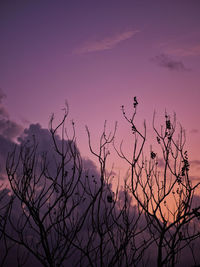 Low angle view of silhouette tree branches against sky at sunset