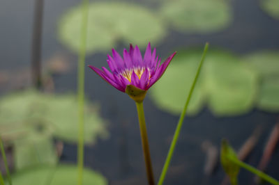 Close-up of pink lotus water lily