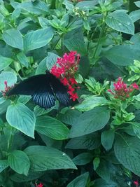 High angle view of flowers blooming outdoors