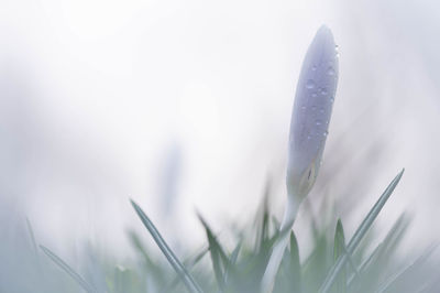 Close-up of plant - crocus 