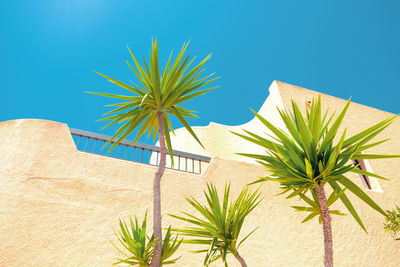 Palm trees on beach against clear blue sky