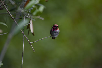 One male annas hummingbird perched on a thin twig in early evening.