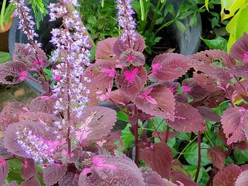 Close-up of pink flowering plant