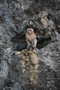 Portrait of monkey sitting on rock