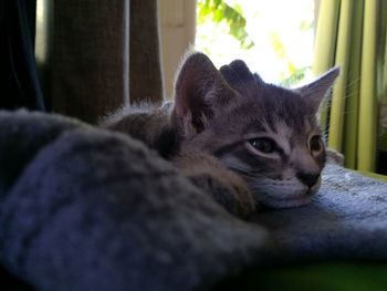 Close-up portrait of cat lying down