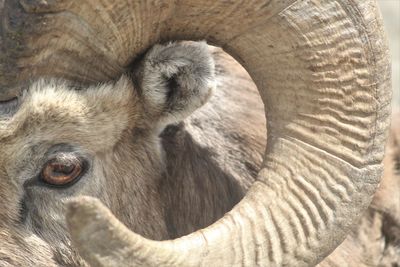 Close up of a bighorn rams eye and horn