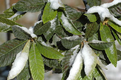 Close-up of frozen plant during winter