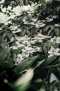 High angle view of flowering plant